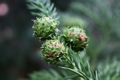 Cryptomeria japonica - kryptomerie japonská - šištice nezralá